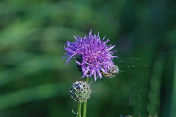 Agrimony / ***