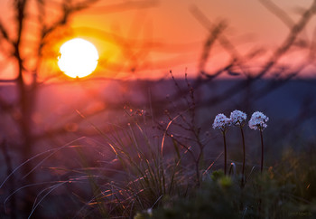 Frühlingsmorgen / ***