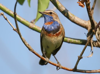 Blaukehlchen / ***