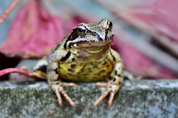 Frosch / ***