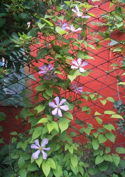 Clematis / ***