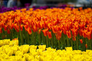 Tulips / ***