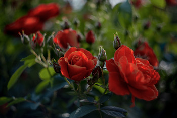 Die Juni-Abend / ***