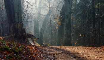 Im Herbst des Parks ... / ***