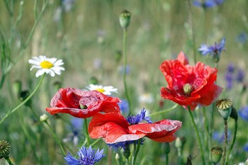 Mohn / ***