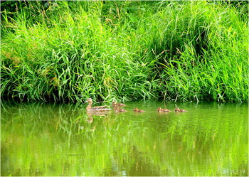 Entlang der Küste / ***