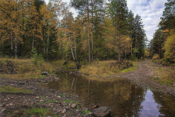 in den herbstlichen Wald / ***