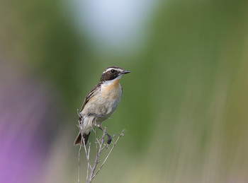 Braunkehlchen / .....