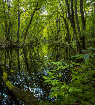 Forest River / ***