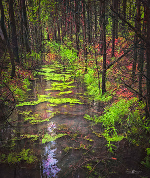 Nach dem Regen / ***