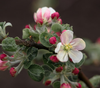 Apfelblüte / ...