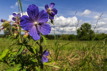 Sommertag / ***