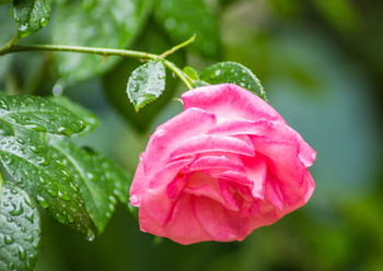 Nach dem Regen / ***