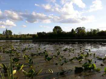 ein wenig Sonne in kaltem Wasser ... / ***