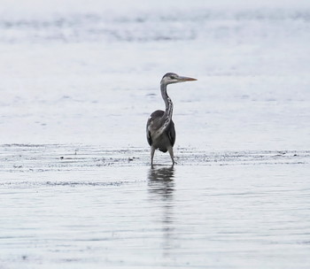 Strengen Blick / ***