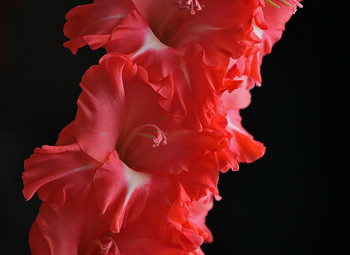 Gladiole / ***