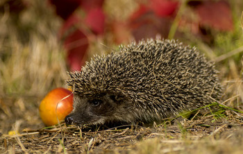 Igel / ***