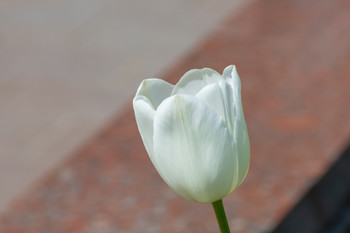 Stadt Blumen / ***