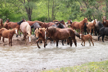 An der Tränke / ***