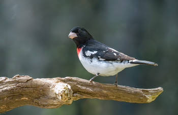 Rose-breasted Grosbeak (male) / ***