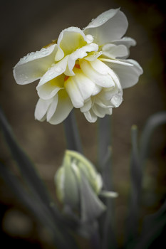 Nach dem Regen / ***