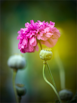 Mohn / ***