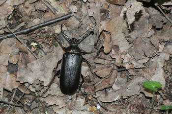 &nbsp; / Timiryazev park, Koptevo neighborhood, Moscow, Russia