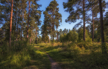 Morgen in den Wald / ***