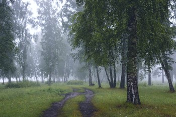 Morgen in den Wald. / ***