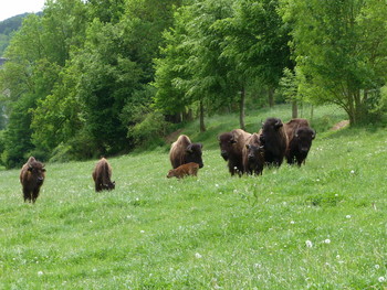 amerikanische Bison / ein Landwirt in Höxter züchtet sie, ich konnte mit ihm zu den Tieren auf die Weide gehen