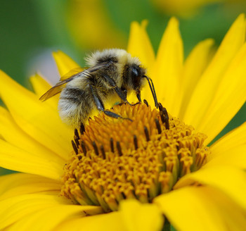 Shaggy bumblebee / ***