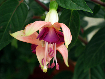 Fuchsie / ***