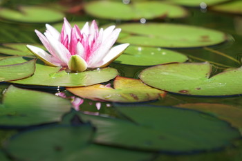 Seerose / Seerose im Gartenteich