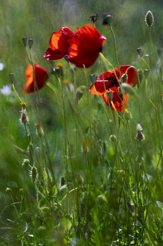 Rote Mohnblumen / ***