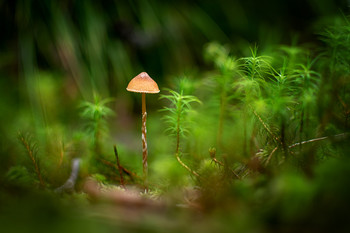 Forstwirtschaft / ***