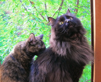 Familie. / ***