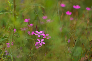 Blume / ***