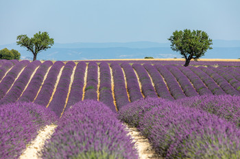 Lavendel / Lavendelfeld am Plateau de Valensole - Provence