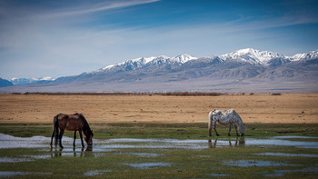 A watering hole and feeding amid snow-capped mountains .... On the right is a rare breed of horse - / ***