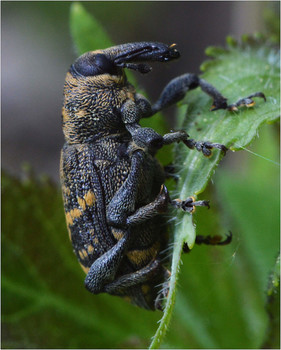 Weevil / ***