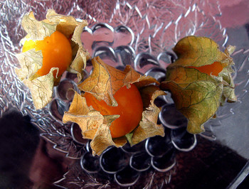 Physalis / ***