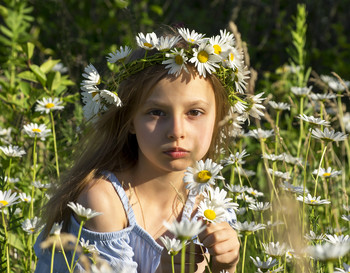 Gänseblümchen / ***