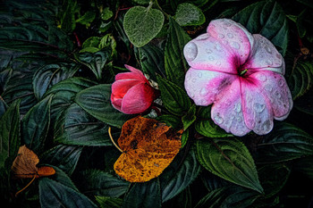 Zeichen des Herbstes. / ***