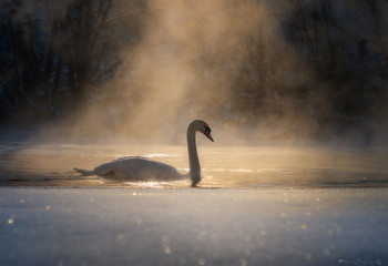 Frostigen Morgen . / ***