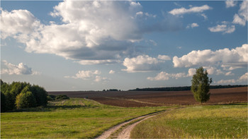 In dem Feld stand eine Birke / ***