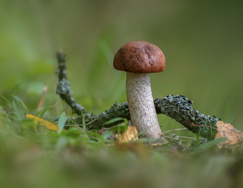 Orange-Schutzkappe Boletus / ......