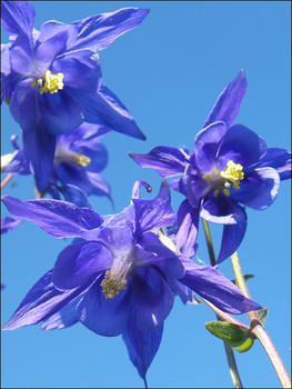 Wiesenblumen / ***