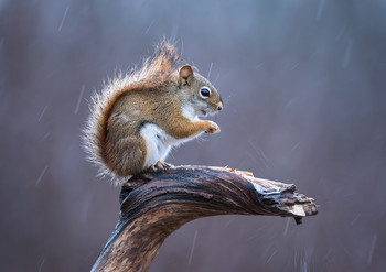 American red squirrel / ***