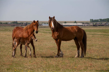 Familien / ***