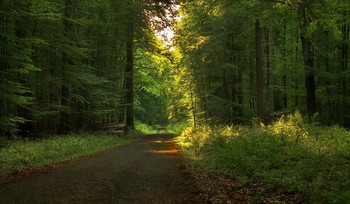 Morgen in den Wald / ***